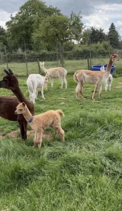 Alpaca de vanzare/femele/masculi/pui