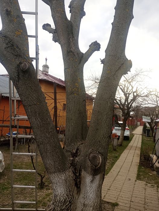 Lemn de nuc textură sănătoasă