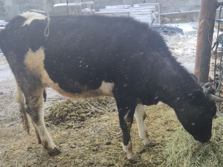 Корова.  Бузаулы сиыр!