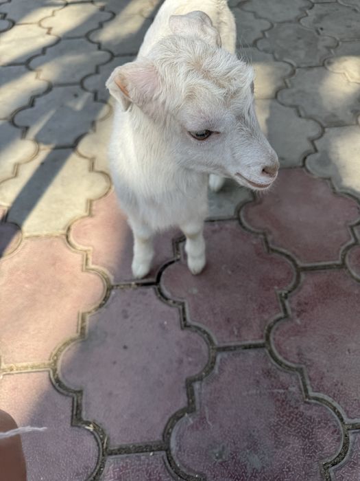 Продам коз  с Кендала