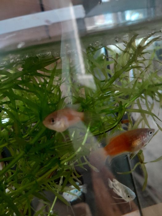 Аквариумные рыбки