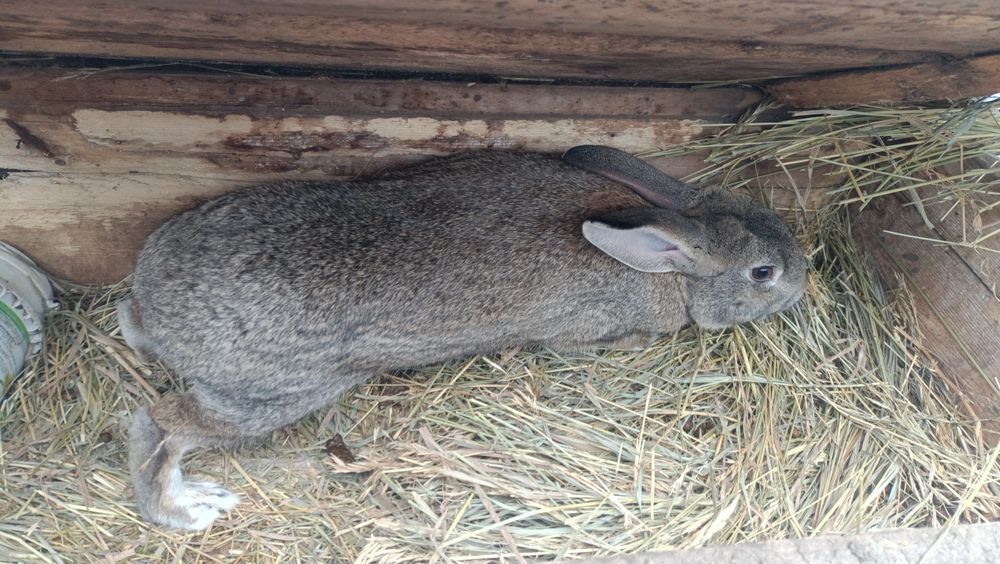 Продам кроликов парней