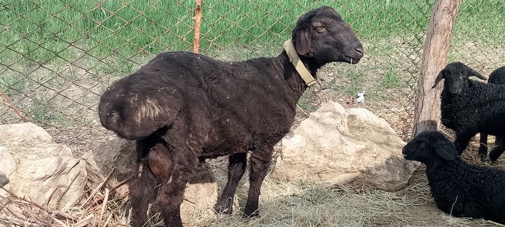 Тоза зот кучкор бара