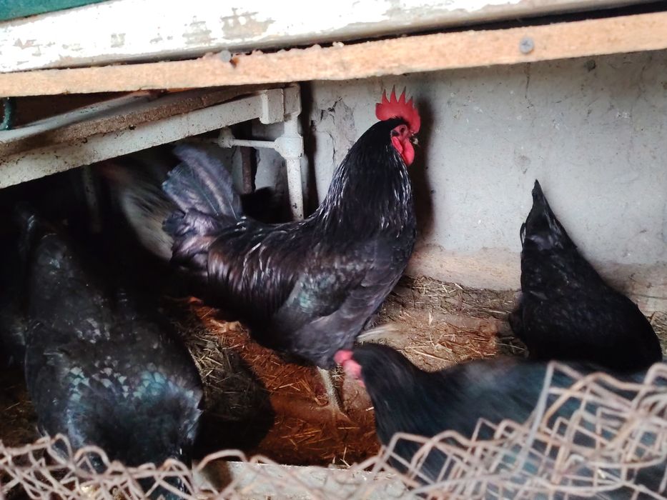 Joydori tovuqlar tezda sotiladi