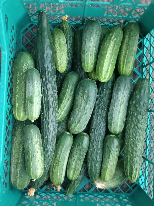 Продам дачные огурцы