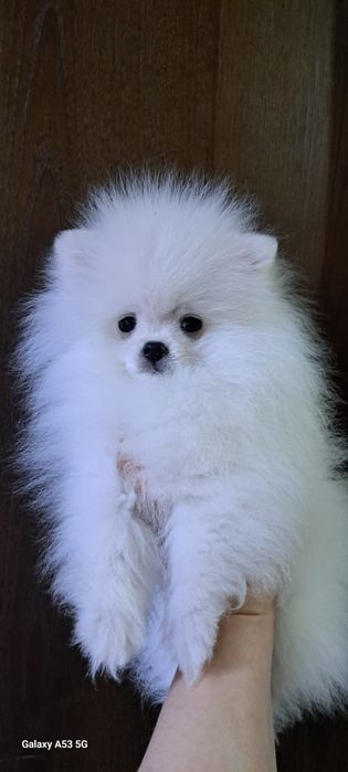 Продаём шпица мальчик.