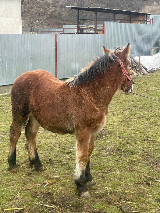 Vand o manza de 7 luni