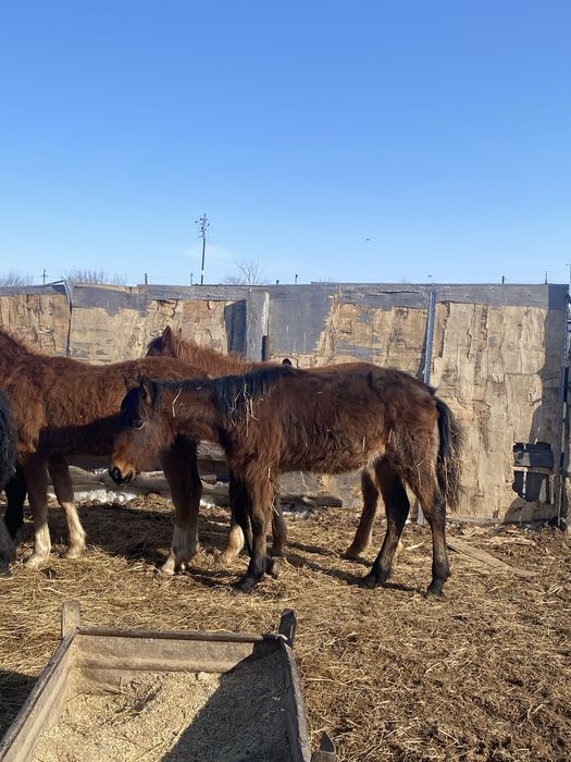 Продам годовалых тайчиков