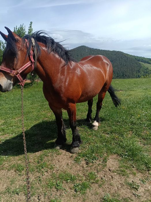 Vând cal garantat de 9 ani
