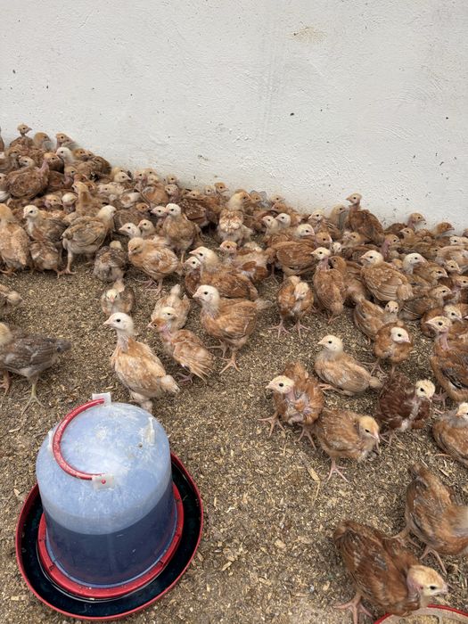 Puicute Kabir ouatoare si de carne