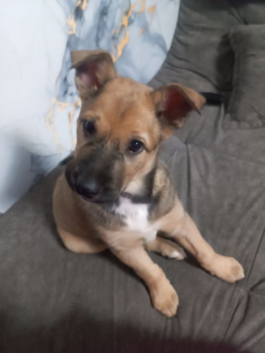 Продам щенка Овчарки бельгийская