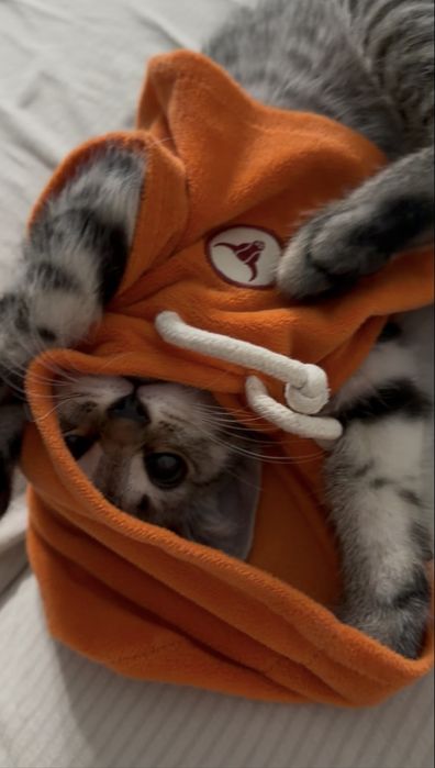 Продам котенка, девочка