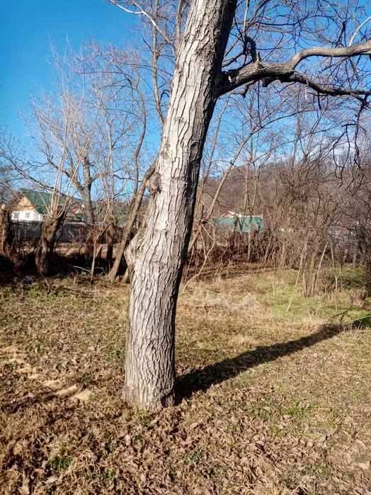 Vând busteni de NUC.