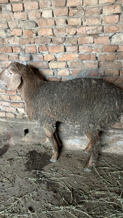 Арашан козы кошкар сатылады