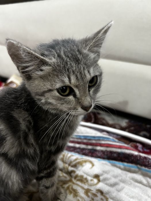 Отдам кота в хорошие руки бесплатно