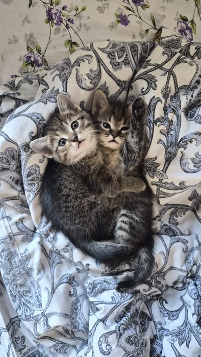 Котята в хорошие руки