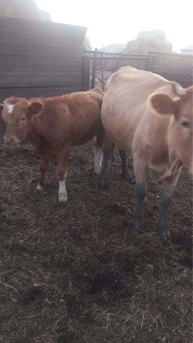 Продам коров и бычка