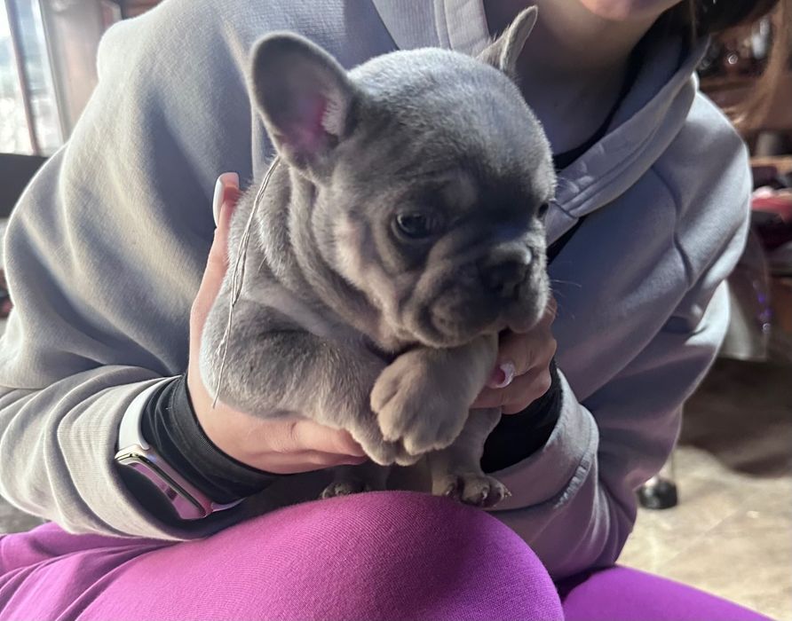 Френски булдог-лилак тан