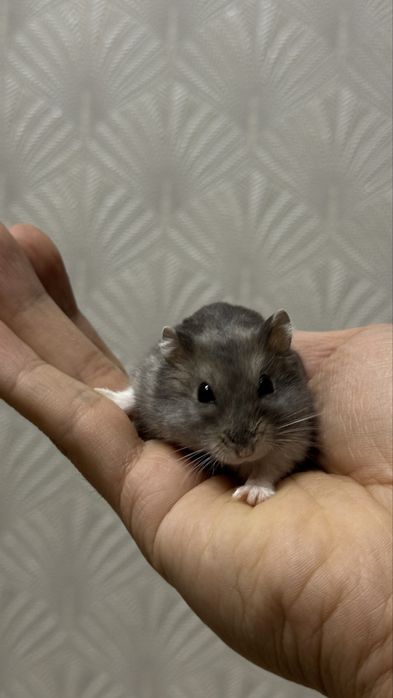 ПРОДАМ хомяк с клеткой