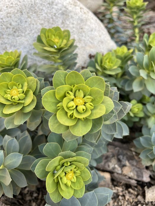 Садовые растения Алматы