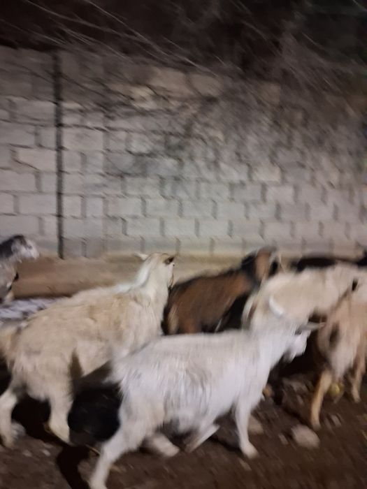 Ешкилер  текелер серкелер