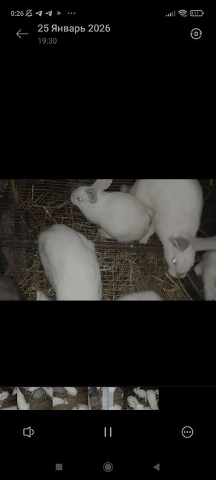 Quyonlar soğlom yeb ichishlrii yaxshi