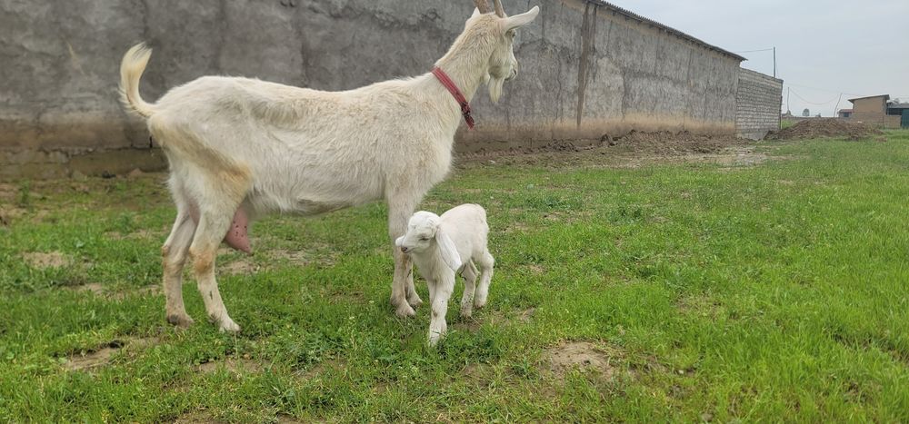 Тозза Zanen сутга!