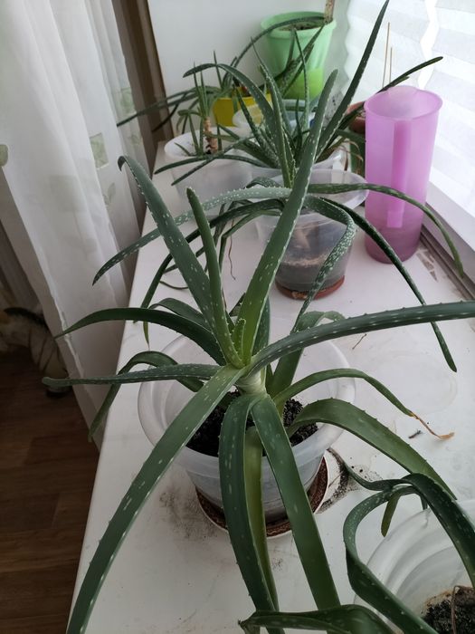 Алое вера лечебное