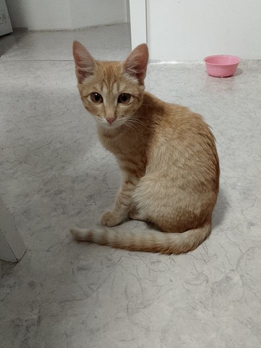 Отдам котёнка в добрые руки