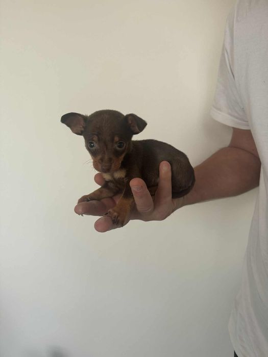 Кученца Пинчери.