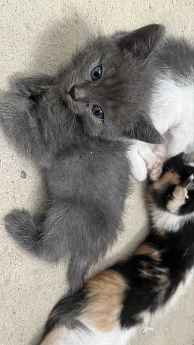 Маленькие котята