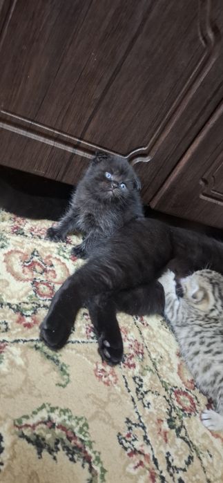 Шотландские котята мальчики и девочки