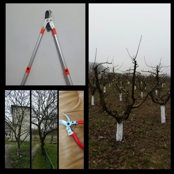 curatare-toaletare a pomilor fructiferi, vita de vie, arbusti, garduri