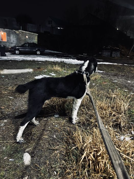 Алабай сатылады бойцовский