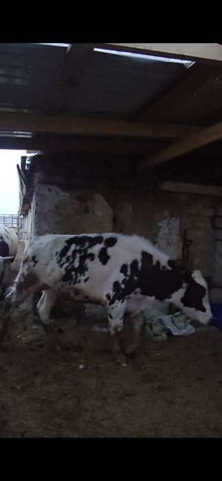 Были Голштины 1,5 года