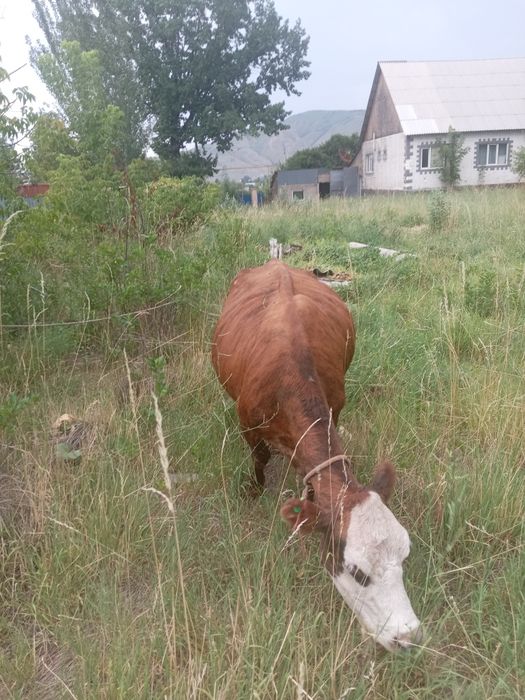 Продам корову...