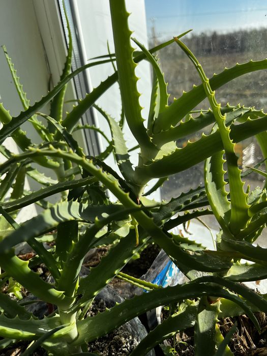 АЛОЭ Столетник 5 лет