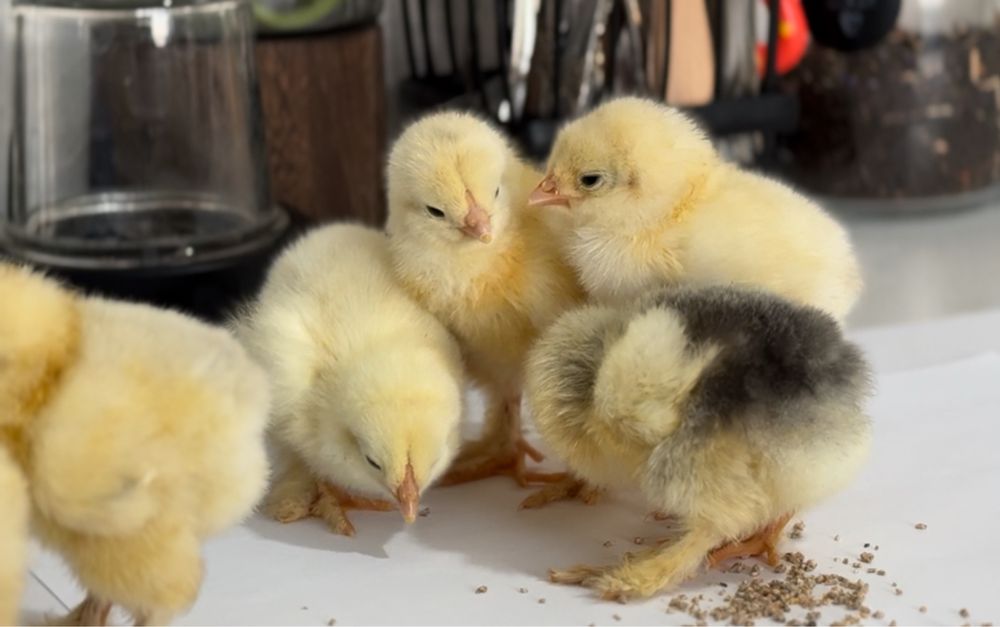 Инкубационные яйца брама