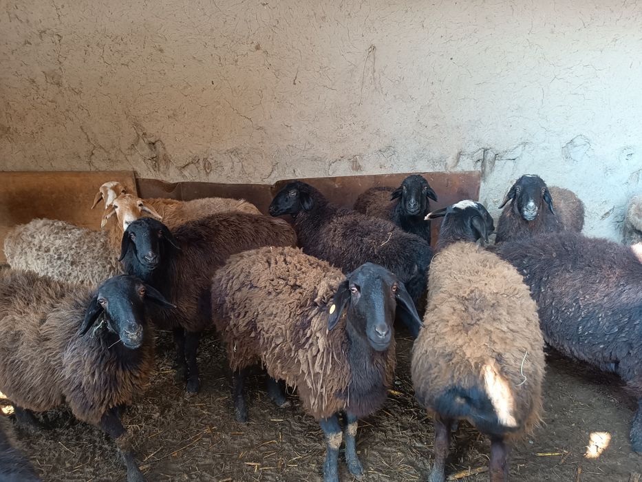 Boʻgʻoz qoʻyla sotiladi