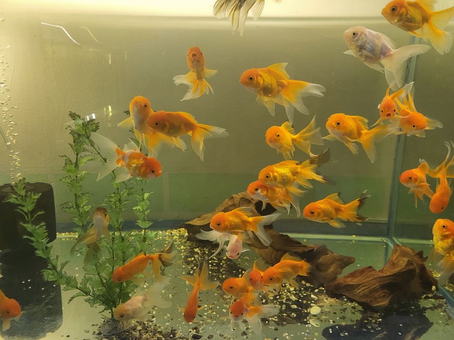 Продам золотых рыбок