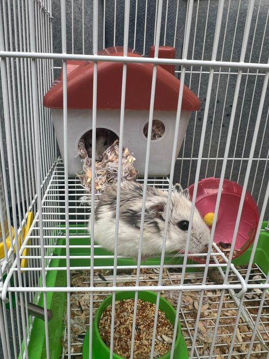 Отдам даром Хомячки