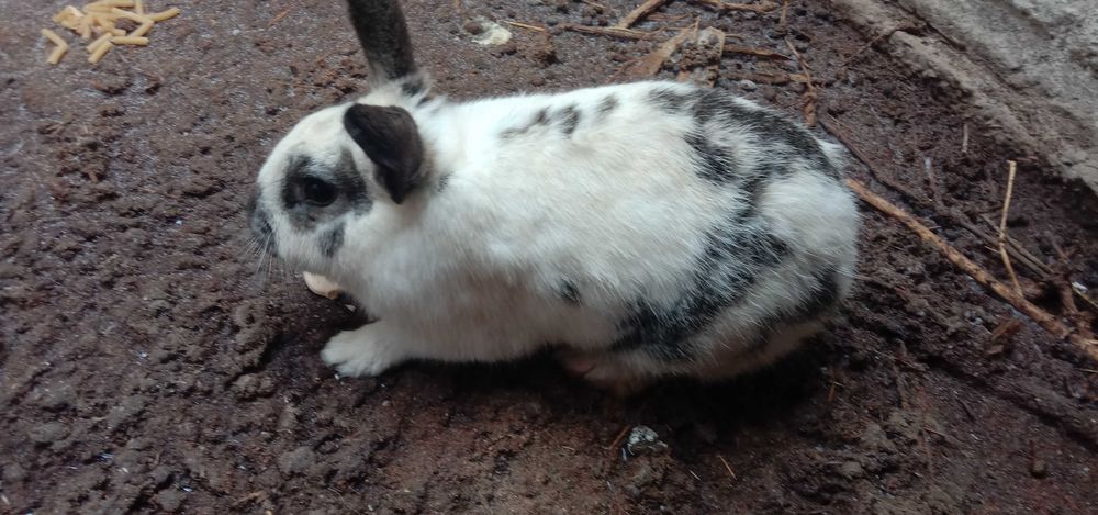 продам кроликов  и курицу