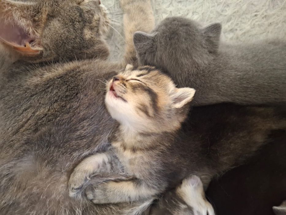 Продается котята