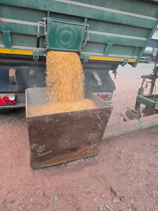 Vand porumb boabe uscat