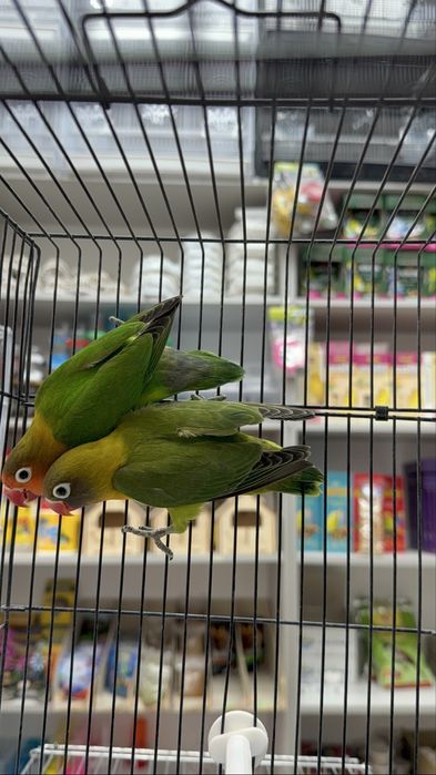 Волнистый, карелла, канарейка,