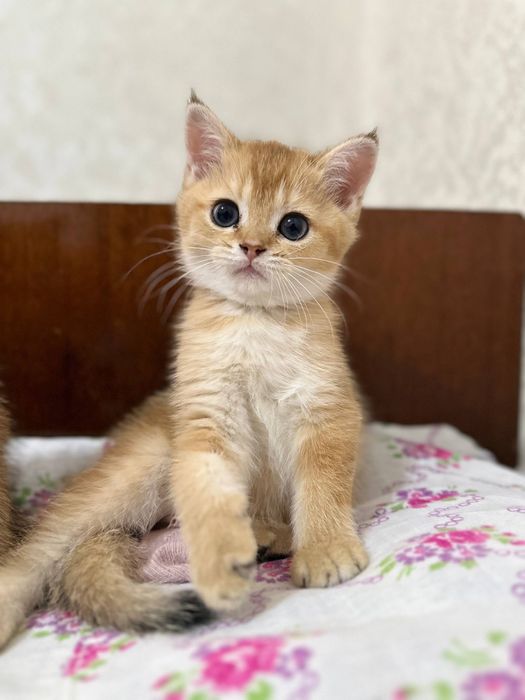 Mushuk bolasi sotiladi