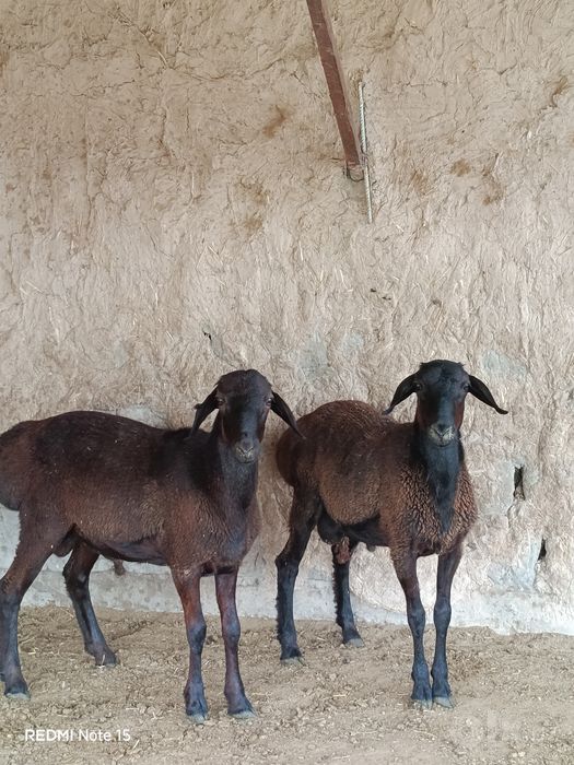 Qoʻchqor sotiladi