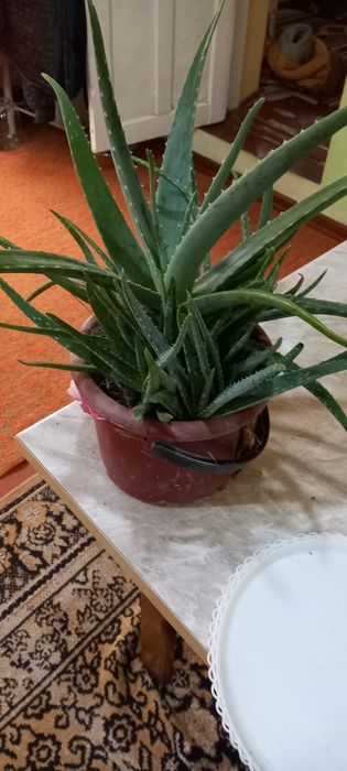 Алое гули сотилади