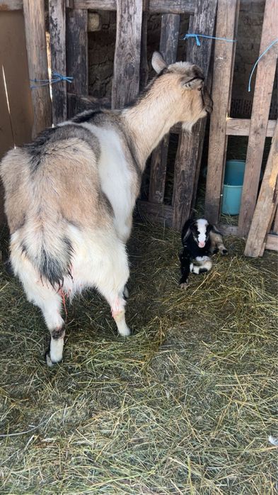 Vand o iada la prima fatare