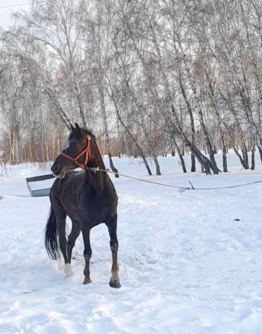 Кобылка на племя.